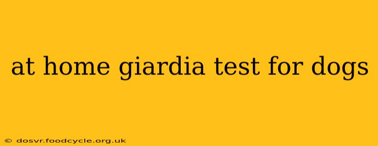 at home giardia test for dogs