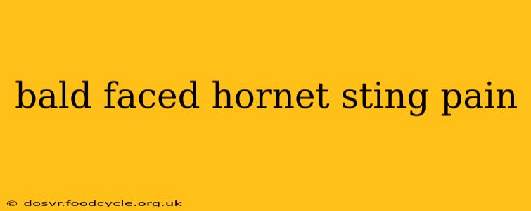 bald faced hornet sting pain