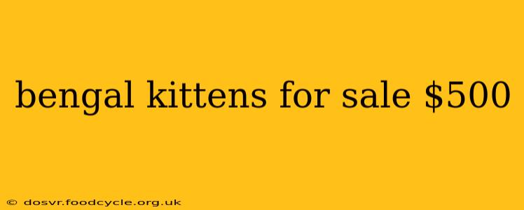 bengal kittens for sale $500