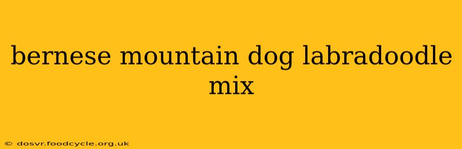 bernese mountain dog labradoodle mix