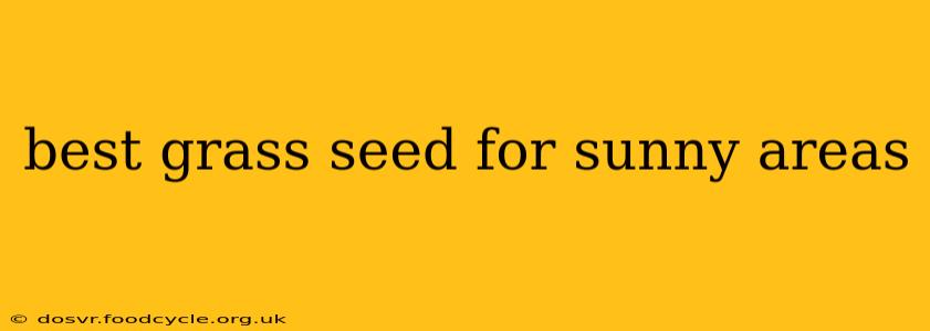 best grass seed for sunny areas