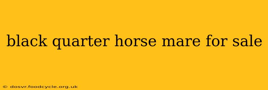 black quarter horse mare for sale