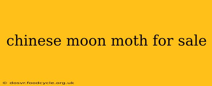 chinese moon moth for sale