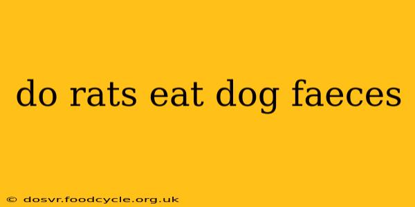 do rats eat dog faeces