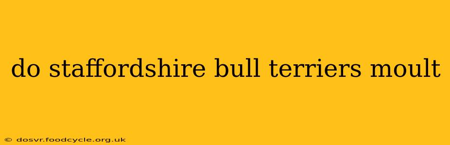 do staffordshire bull terriers moult