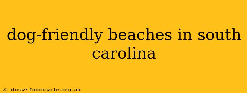 dog-friendly beaches in south carolina