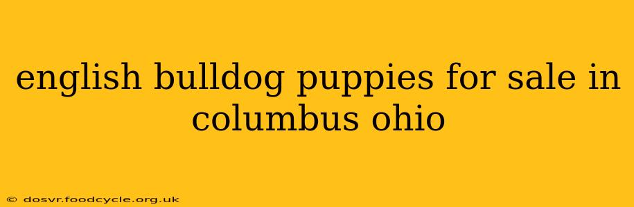english bulldog puppies for sale in columbus ohio