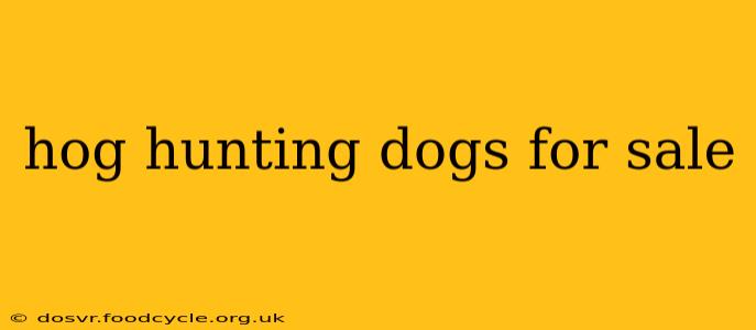 hog hunting dogs for sale