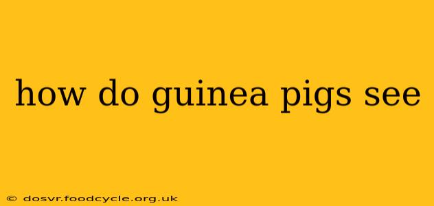 how do guinea pigs see