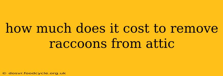 how much does it cost to remove raccoons from attic