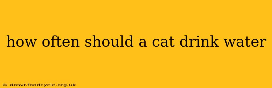 how often should a cat drink water