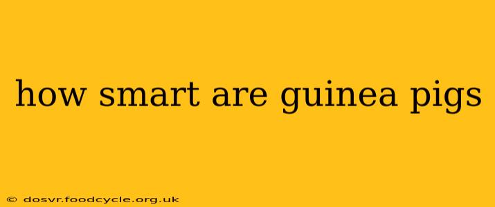 how smart are guinea pigs