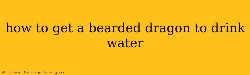 how to get a bearded dragon to drink water