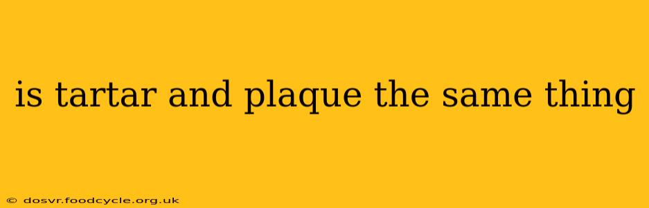 is tartar and plaque the same thing