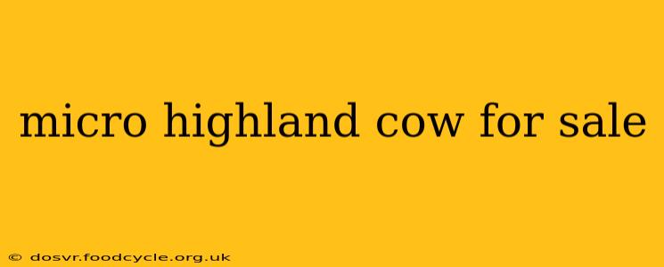 micro highland cow for sale