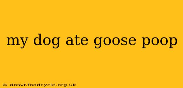 my dog ate goose poop
