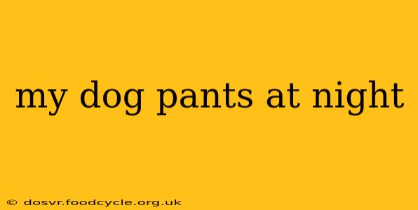 my dog pants at night