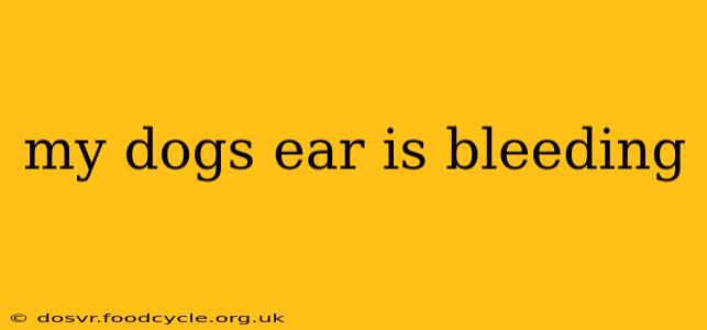 my dogs ear is bleeding