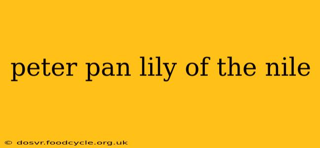 peter pan lily of the nile