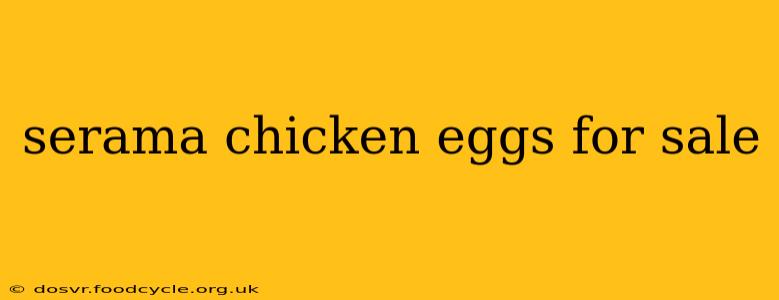 serama chicken eggs for sale