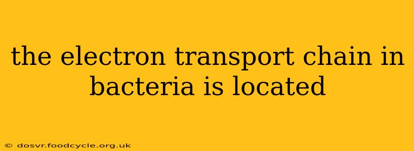 the electron transport chain in bacteria is located