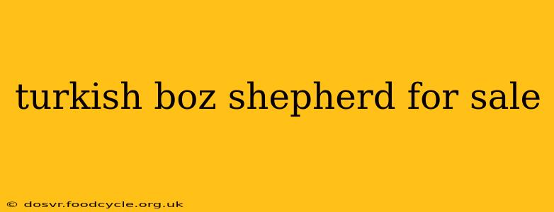 turkish boz shepherd for sale