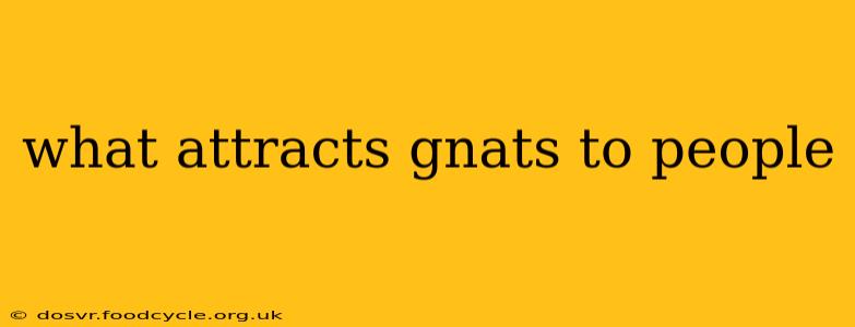 what attracts gnats to people