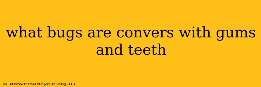 what bugs are convers with gums and teeth