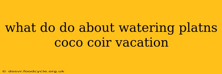 what do do about watering platns coco coir vacation