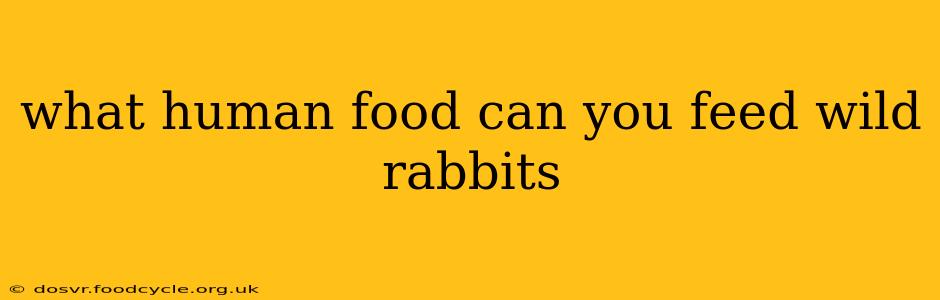 what human food can you feed wild rabbits