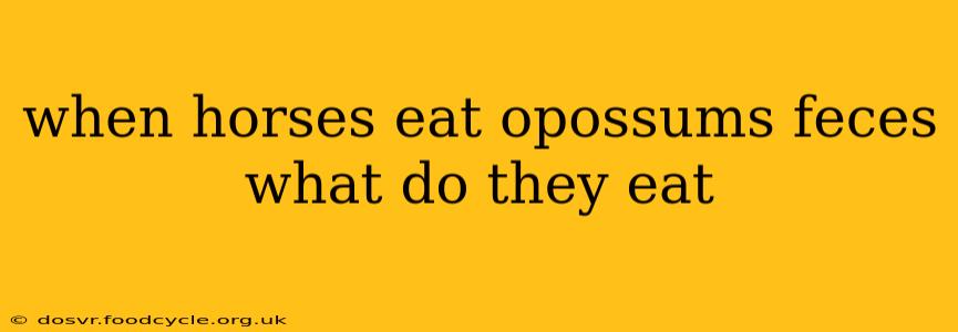 when horses eat opossums feces what do they eat