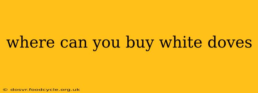 where can you buy white doves
