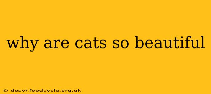 why are cats so beautiful