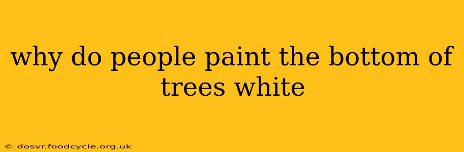 why do people paint the bottom of trees white