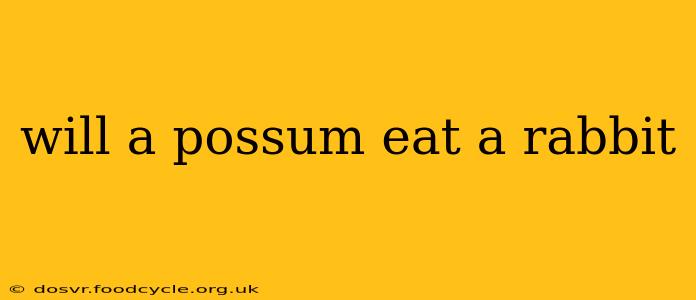 will a possum eat a rabbit