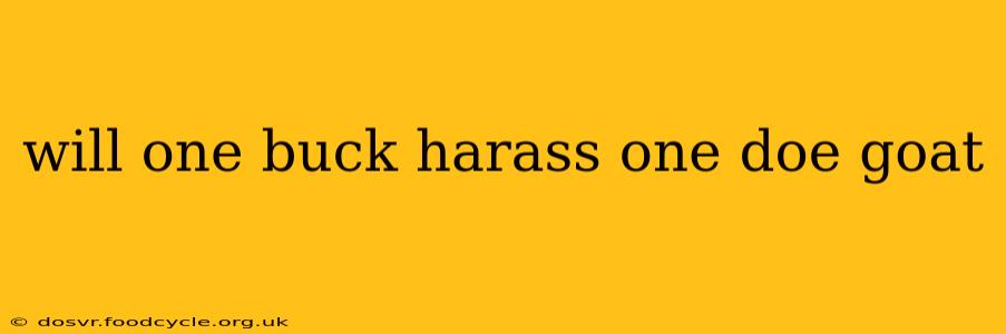 will one buck harass one doe goat