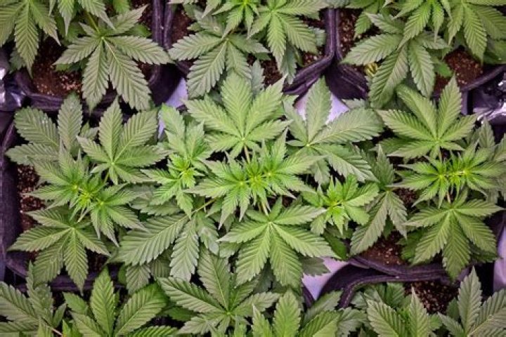 These 9 Celebrities Are Cashing In On The Marijuana Green Rush