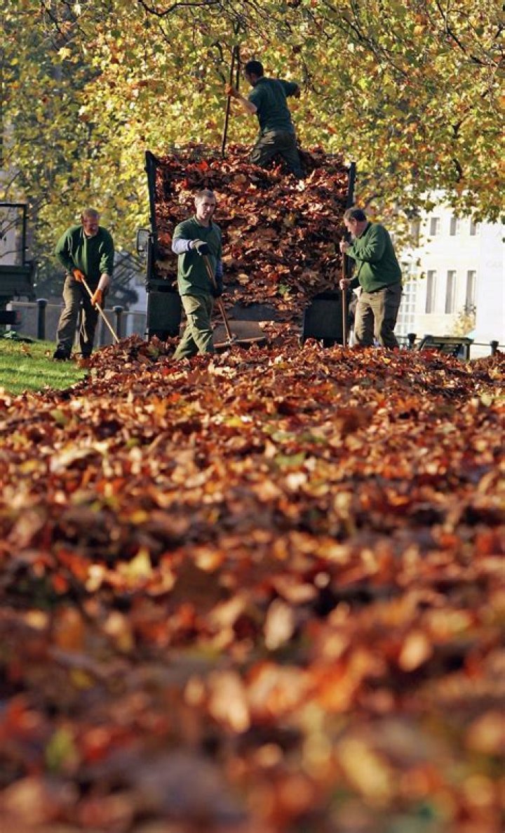 Leaf Net Worth | Celebrity Net Worth