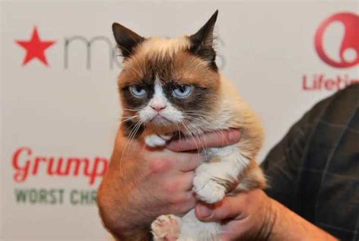 RIP "Grumpy Cat" :( You Wont Believe How Much Money This Feline Internet Celeb Generated During Her Life